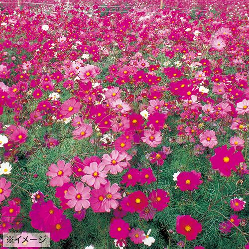 733-FCS110.jpg?202602031613