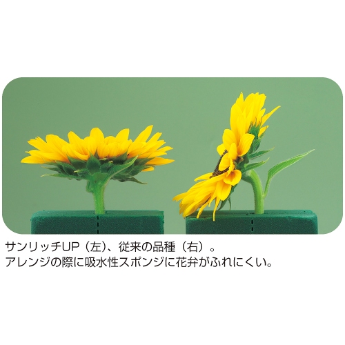 ひまわり・F1サンリッチUP フレッシュオレンジ| 種・苗・ガーデニング