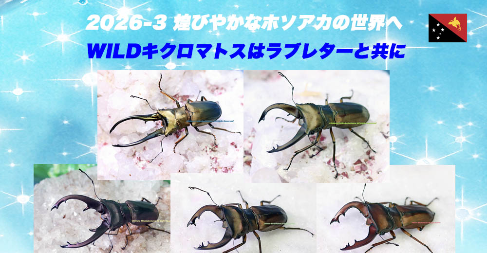 世界最高峰アルティメットミカカブクワ