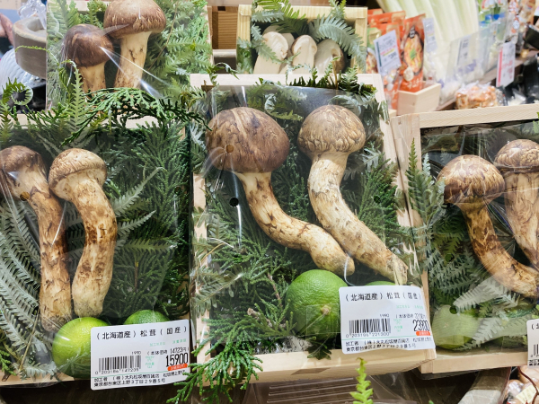 北海道 松茸 北海道産天然松茸 第35弾！1円出品！ 350g 特大 松茸 北海道