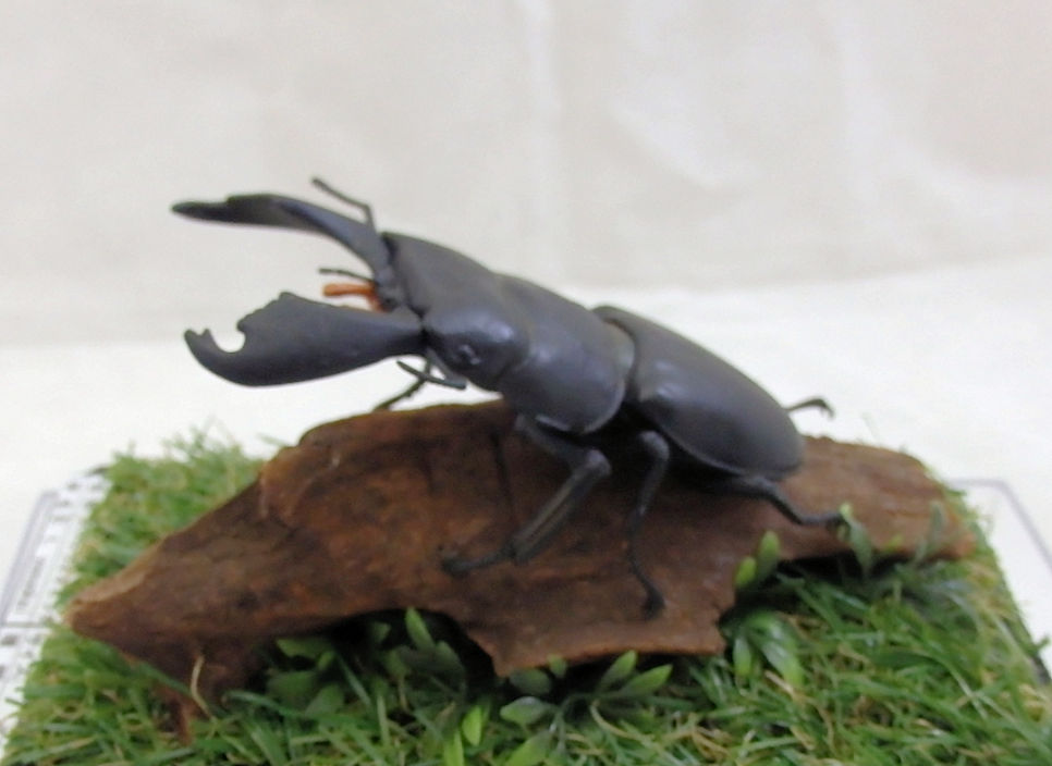 スマトラオオヒラタ♂95（レプリカ標本） : オオクワ京都昆虫館