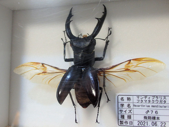 昆虫標本セット（4体） ヘラクレスオオカブト マンデイブラリス