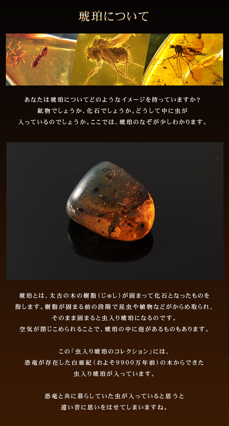 恐竜時代の昆虫 虫入り琥珀のコレクション マッチ箱博物館 科学雑貨
