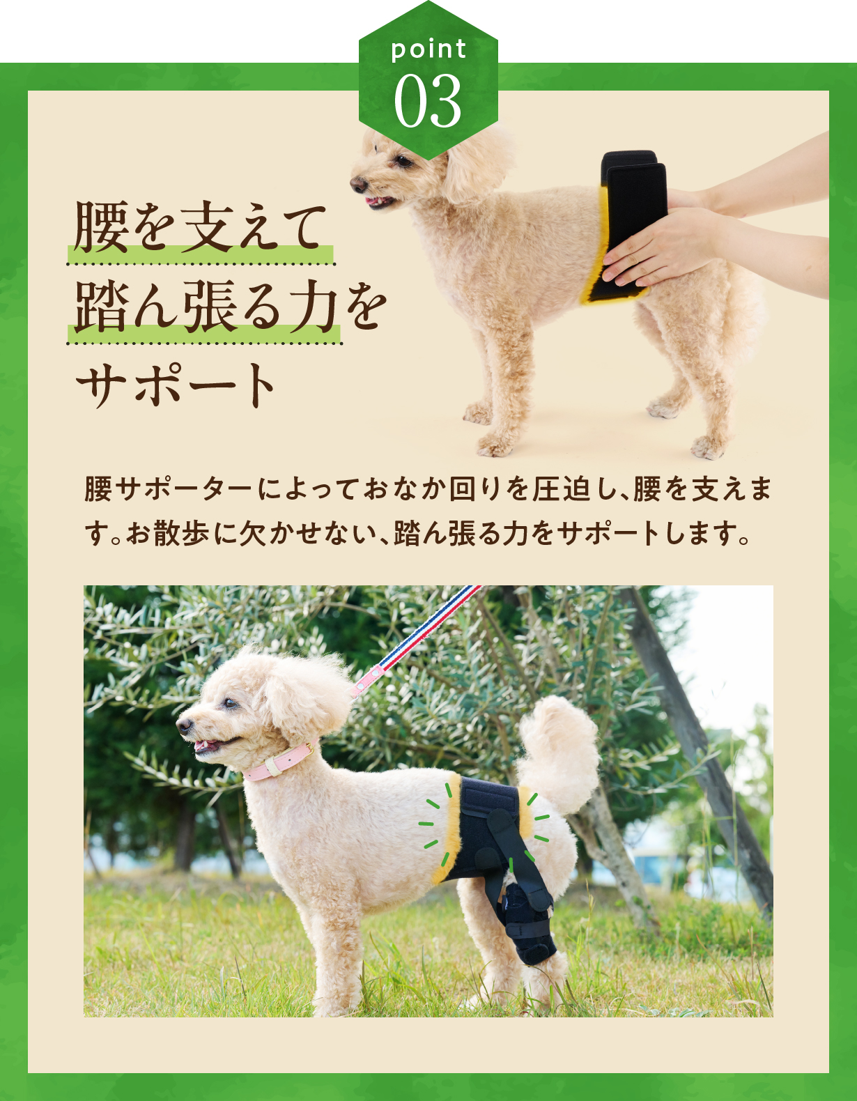 anifull 公式】 アニサポ パテラン 右 Mサイズ 小型犬向け アニフル