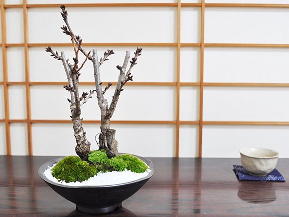 002.【 陶 翠 】春秋 /長方鉢/ミニ盆栽鉢/木箱付き 002.【 陶 翠