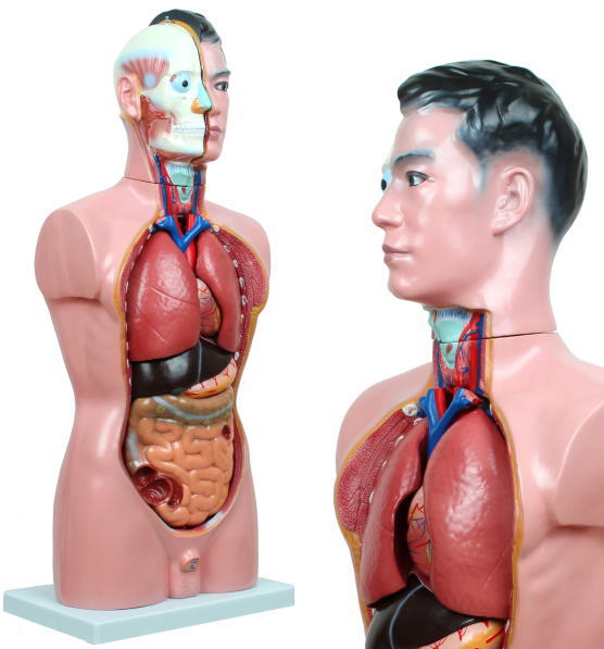 内蔵模型 人体模型85cm 男性 GX-201パーツ取り外し可 JK-2994Y : 株式