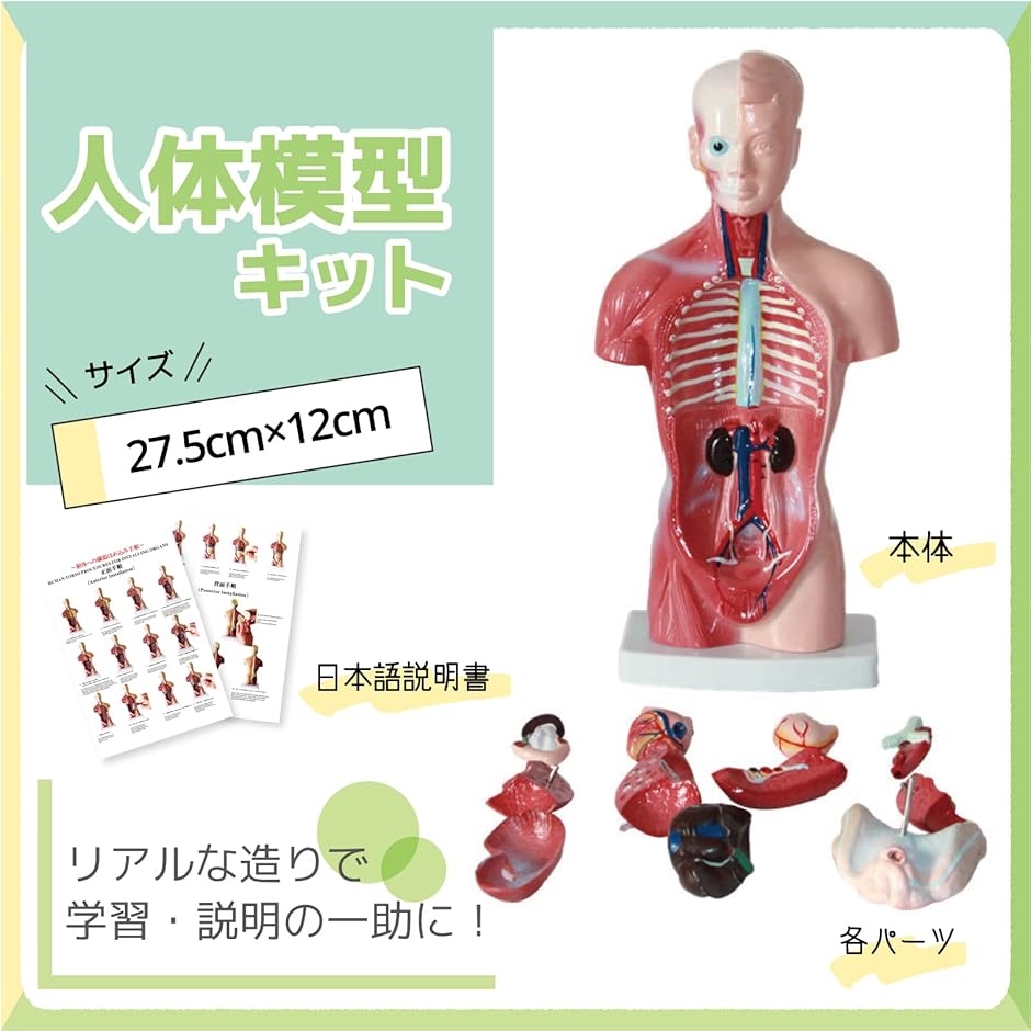 大正製薬人体模型関節骨