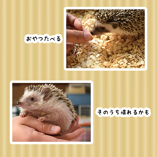 はりねずみんみん共和国 - ようこそ！みんみん共和国へ！｜Yahoo