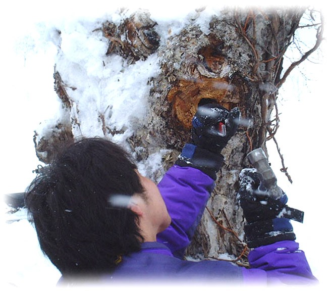 カバノアナタケ茶（かばのあなたけ茶）チャーガ茶100% 塊（原体)700g