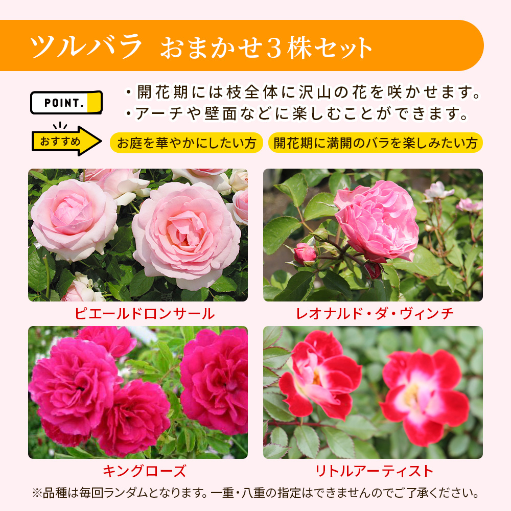 Happy バラ の 福箱 セット【選べる3タイプ】〜ローズガーデンスタート