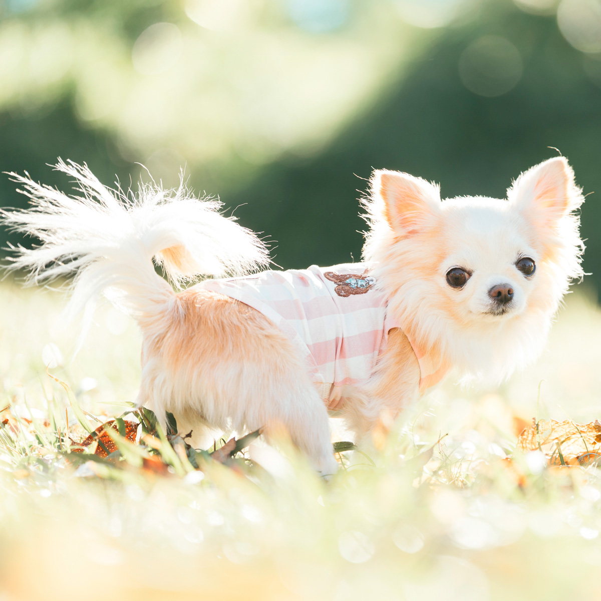 RADICA（ラディカ） 【獣医師監修】犬 服 ライフWANウエア タンク