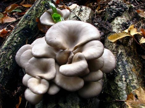 きのこ種駒】キノックス 「ひらたけ（別名：しめじ） H64号」種駒 500