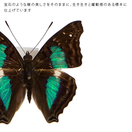 蝶標本】ポリクトール（1オス・インド北部産） 蝶標本】ポリクトール