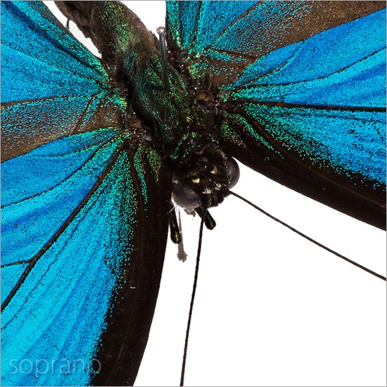 昆虫標本 蝶の標本 オオルリアゲハ メタリック調ライトフレーム