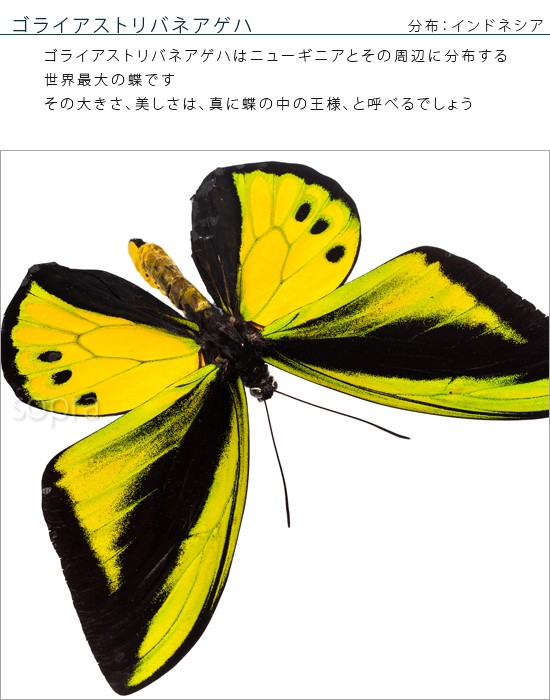 昆虫標本 蝶の標本 ゴライアストリバネアゲハ メタリック調ライト