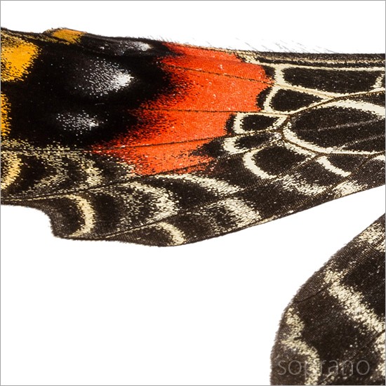 昆虫標本 蝶の標本 シボリアゲハ メタリック調ライトフレーム