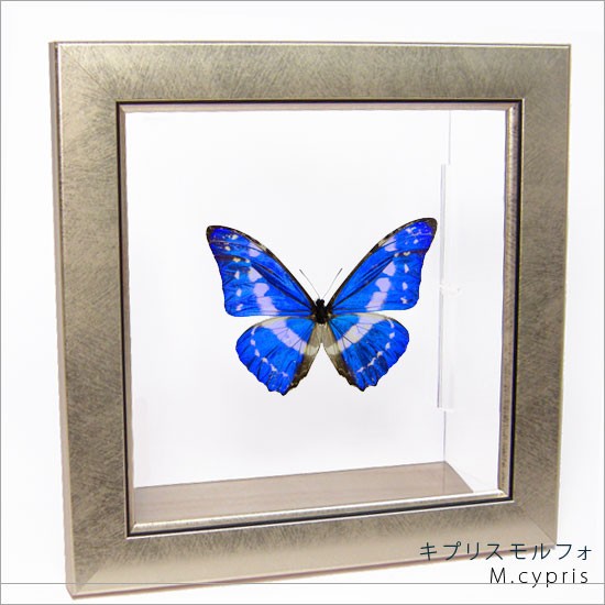 昆虫標本 蝶の標本 キプリスモルフォ メタリック調ライトフレーム