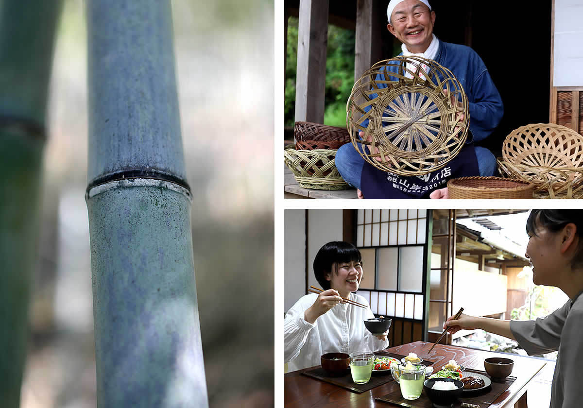 大きな竹の根っこ生活様用 大きな竹の根っこ生活様用 竹について（