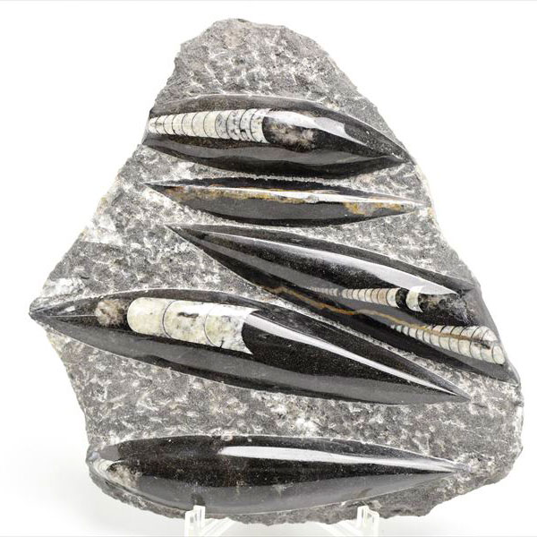 オルソセラス 直角貝 化石 プレート（約1061.5g）スタンド付き