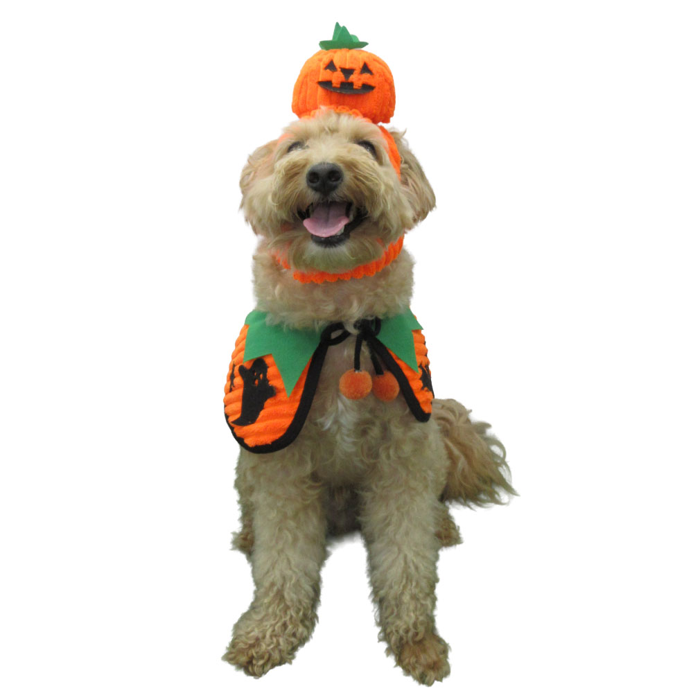 VERY 犬服 ハロウィンコスチューム 小型犬 かぼちゃ おばけ 魔女