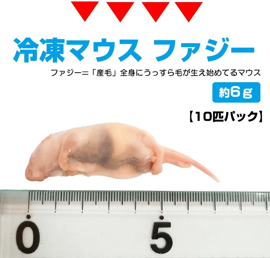 冷凍 エサ冷凍 冷凍マウス ファジー 約6g 10匹パック T2 クール便発送