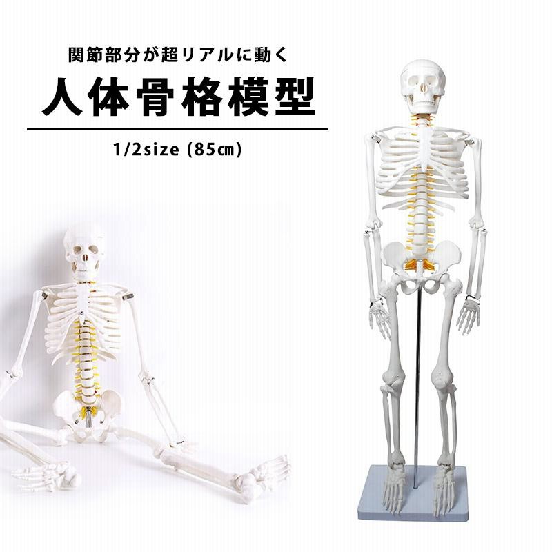 1/2サイズの全身骨格模型 約85cm 骨格モデル 動かせる大関節 【公式通販】