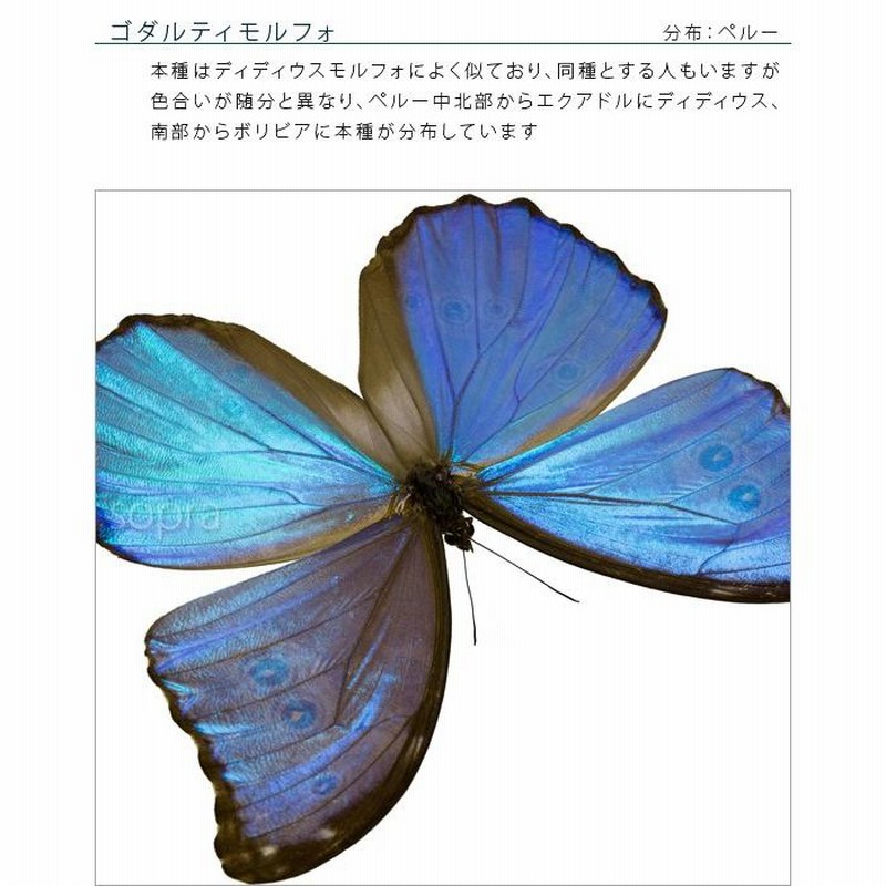 蝶の標本 約100匹 木製フレーム入り 楽天市場】昆虫標本 蝶の標本 蝶の