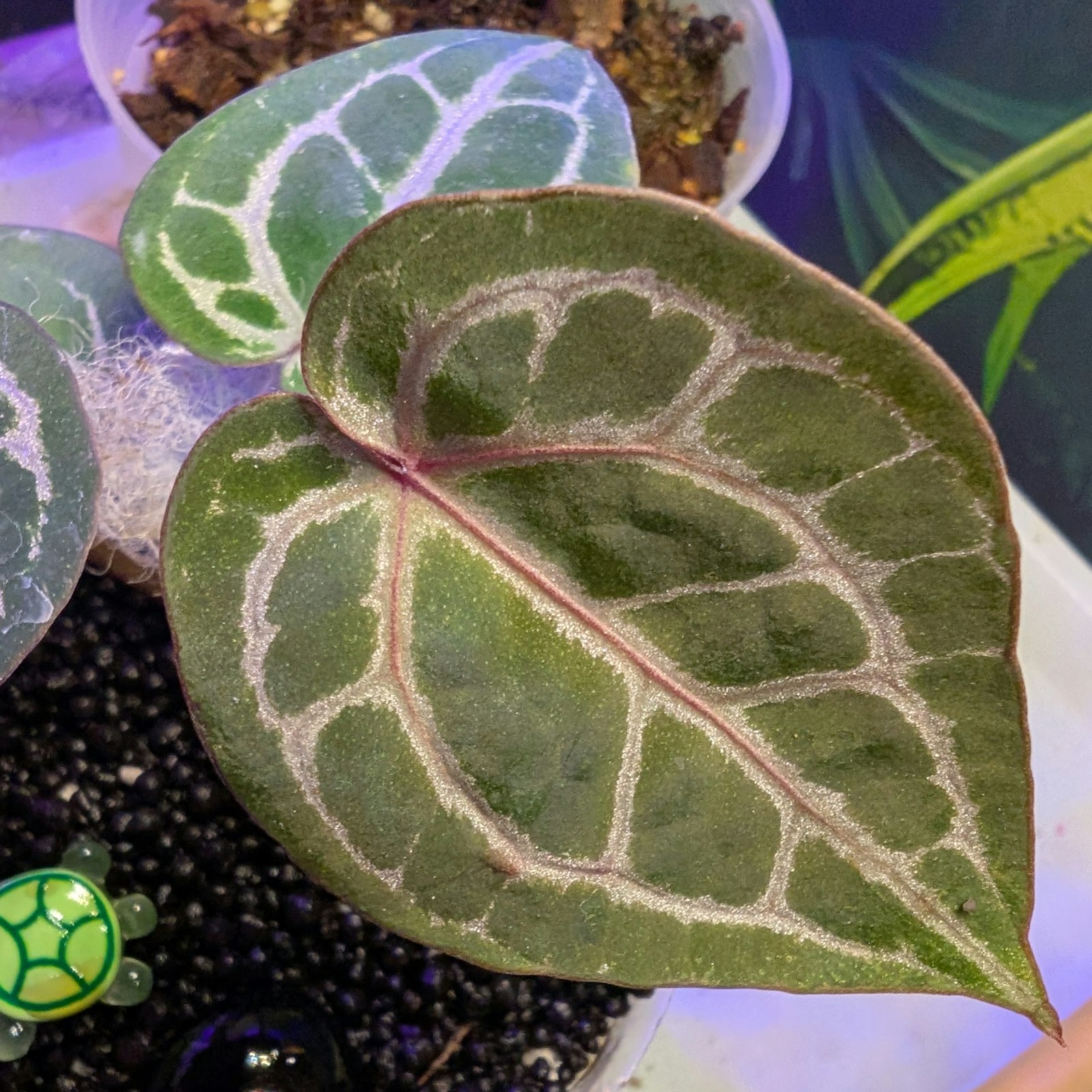 Etrarium 1st Anniversary 記念 BOX【PLANT】 Etrarium 1st