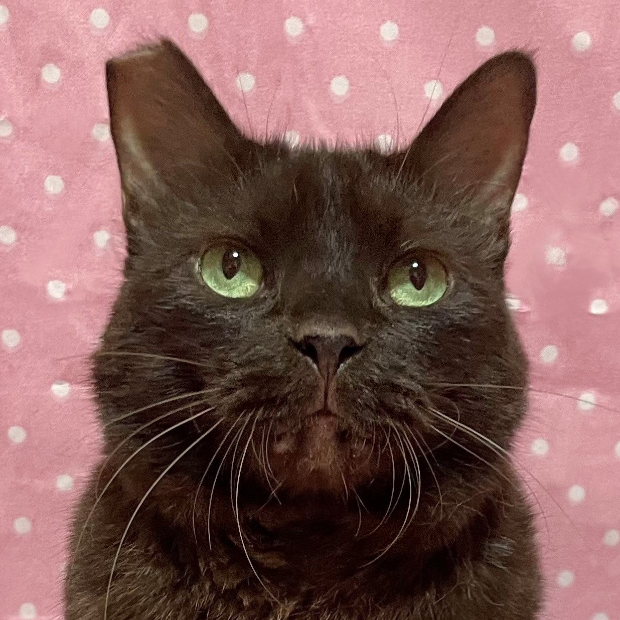 ココア様 | しあわせにゃんこ 東京の千駄木・谷中で活動中の猫の譲渡会