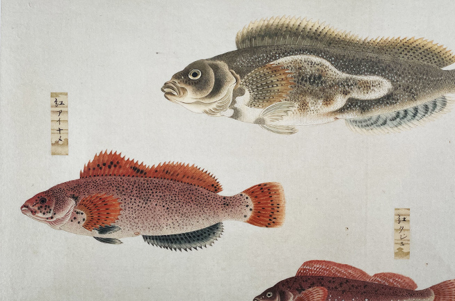 四国水族馆｜日本, 香川