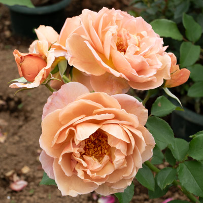 ブラウン | 篠宮バラ園