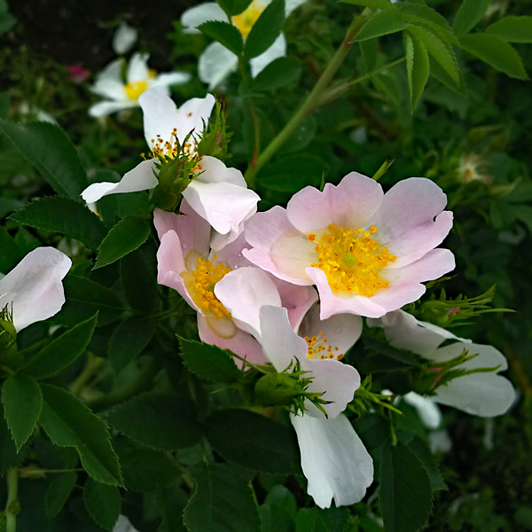 ロサ カニナ ｜バラ苗の通販の篠宮バラ園