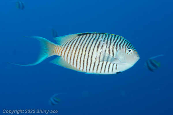 ゼブラエンゼルフィッシュ | ダイバーの海水魚図鑑 Shiny Ace.