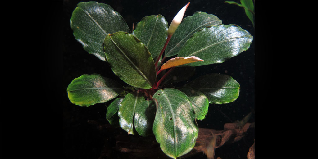 水草 Bucephalandra sp.