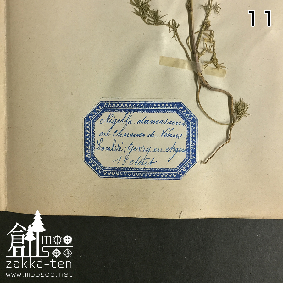 アンティーク 植物標本 高山植物 全57種 2024 アンティーク 植物標本