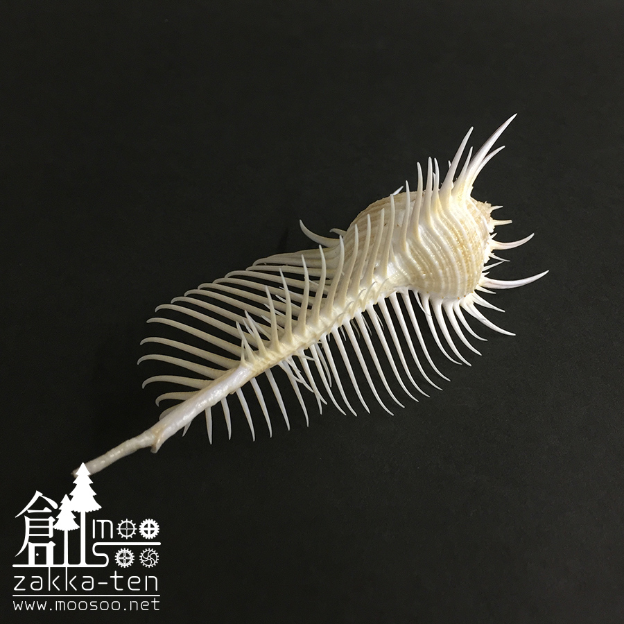 ホネガイの標本【11～12センチ】 | 博物と古物の奇妙な雑貨店