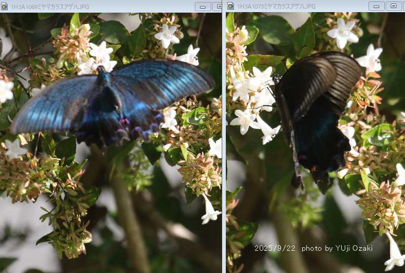 タミラナルリモンアゲハ（オス、インド・ニルギリ産） タミラナル