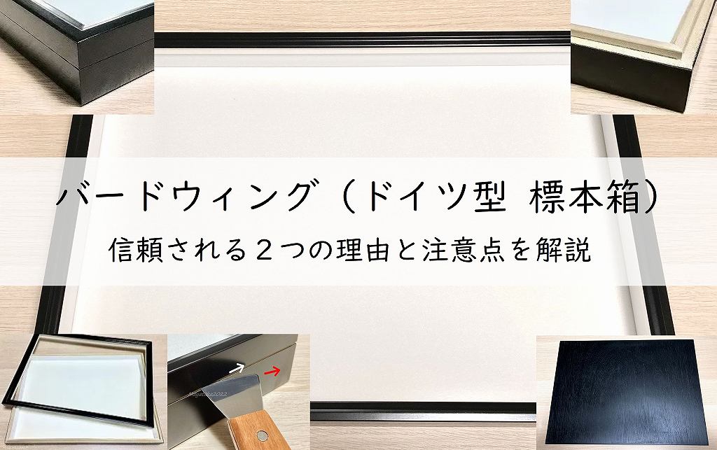 バードウィング (ドイツ型 標本箱) 信頼される2つの理由と注意点を