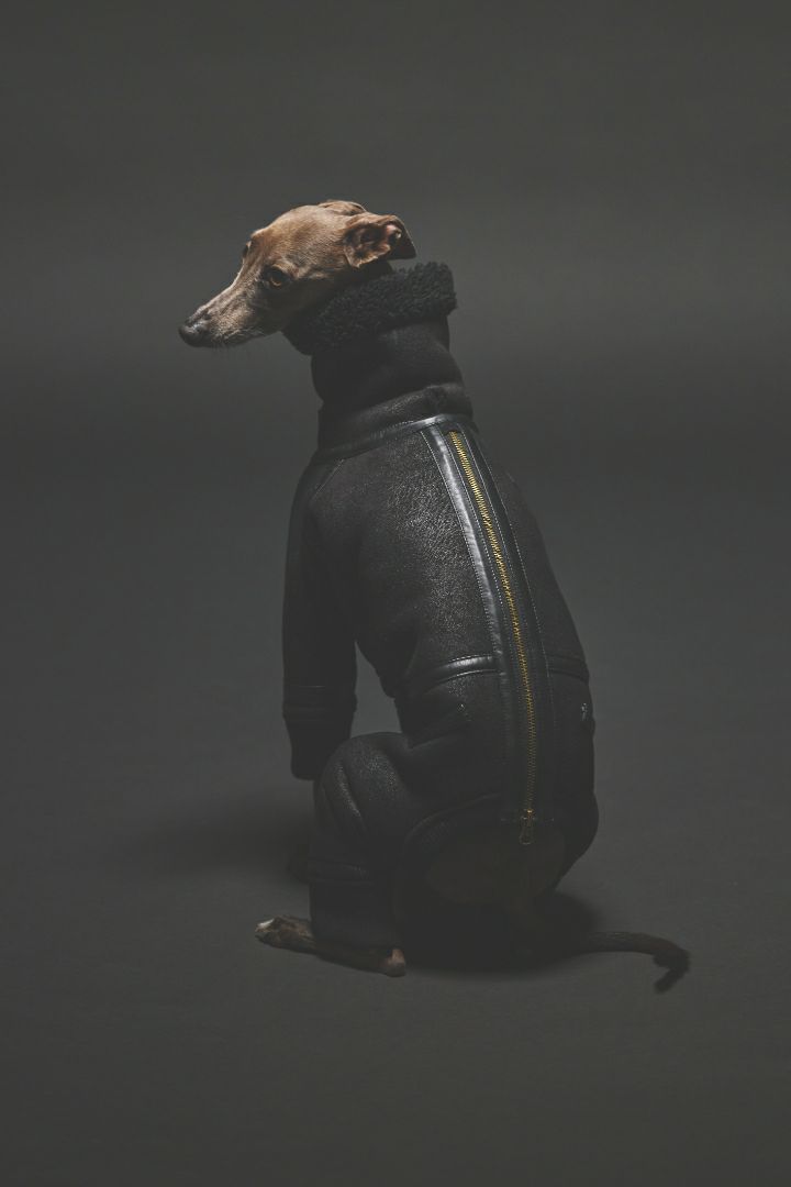 SIVI B3フライトスーツ | SIVI｜イタグレ 服・ウィペット 服｜犬用