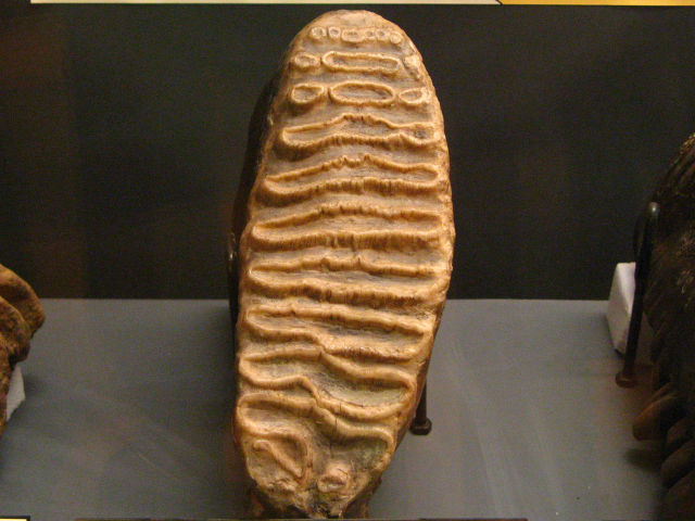 身近な動物図鑑：ナウマンゾウ(2)