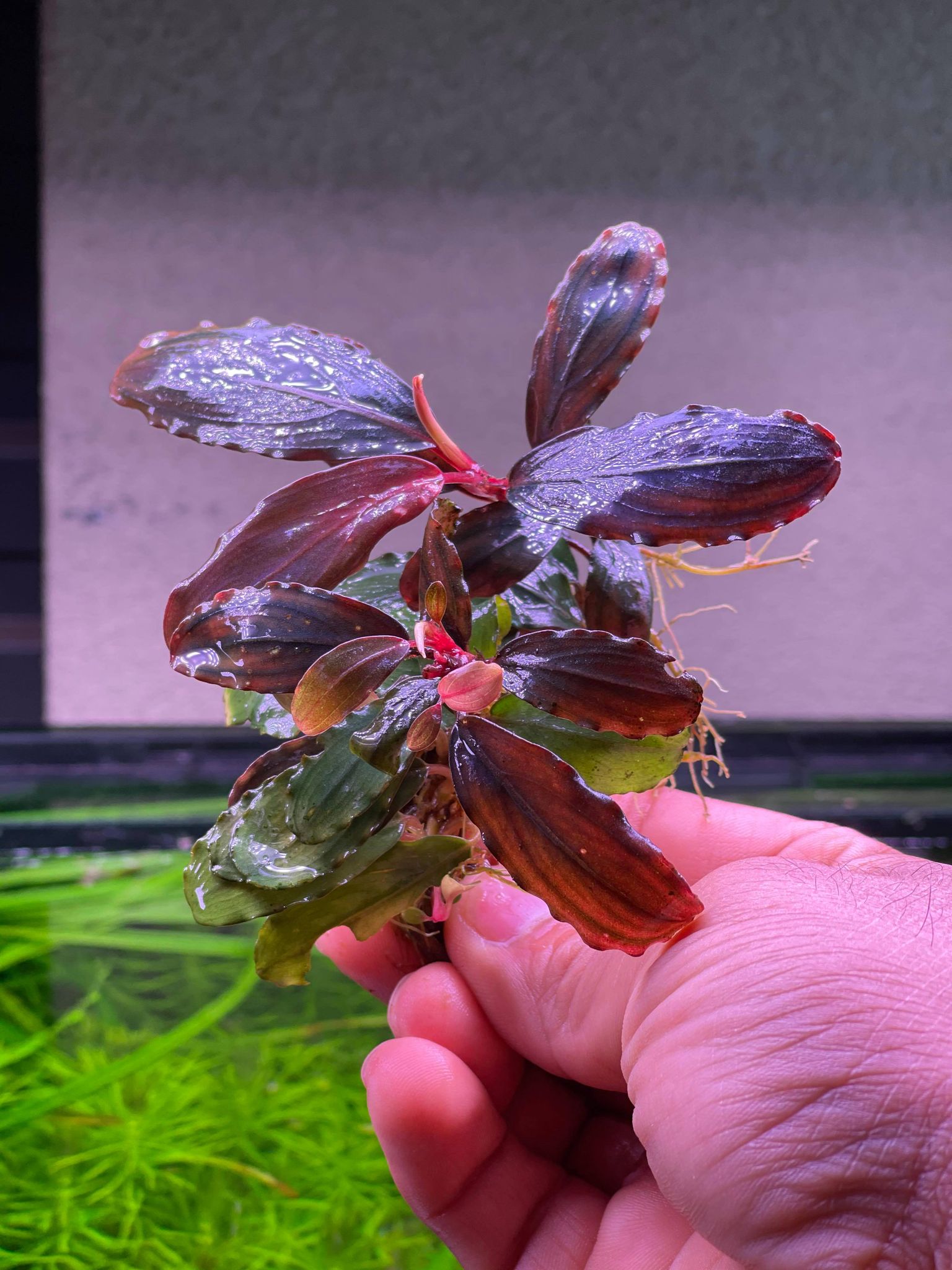 ブセファランドラsp.ゴーストカリマンタン（水上大株