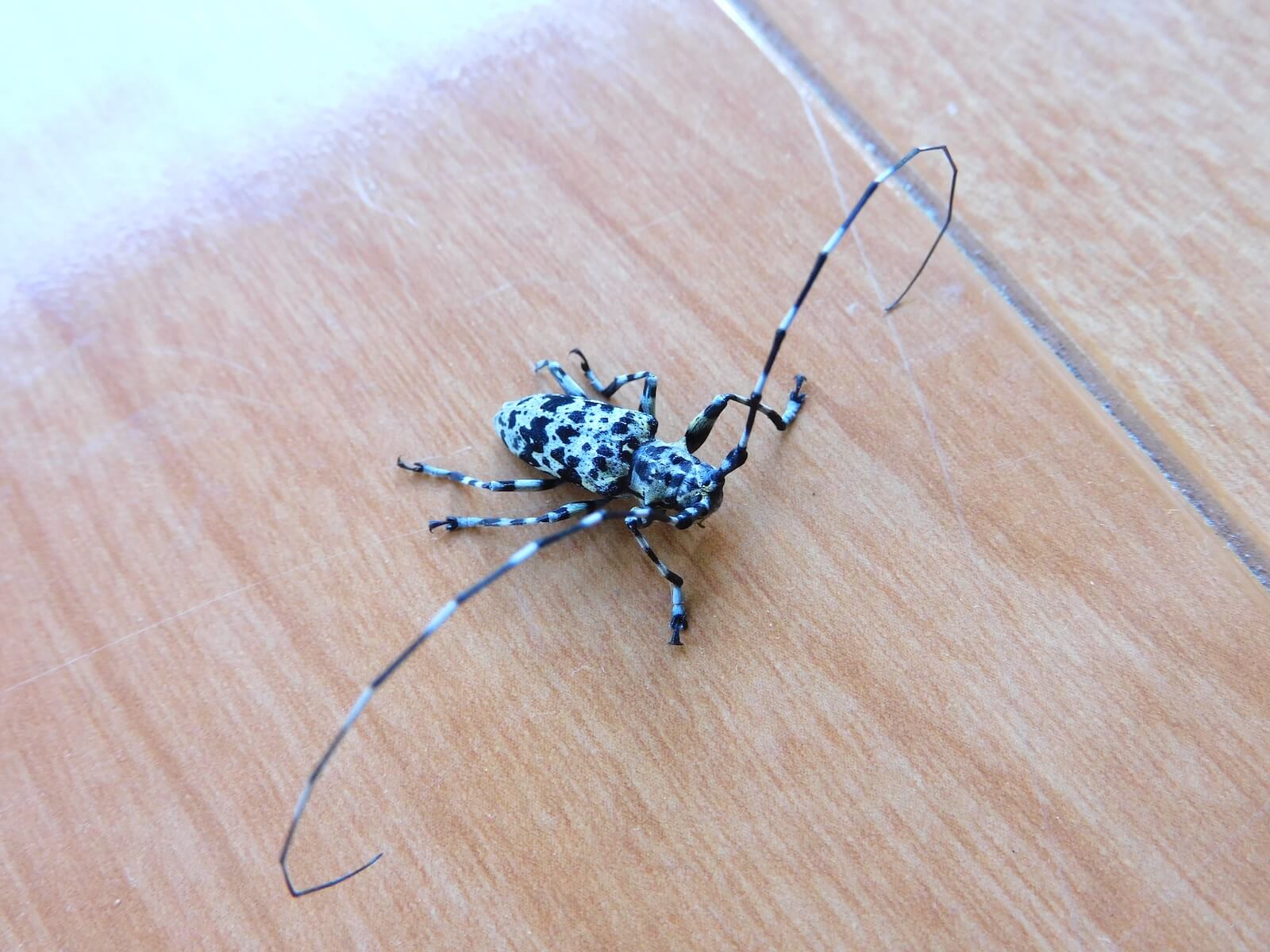 ヒゲナガゴマフカミキリ|スモールズー（生き物Web図鑑）