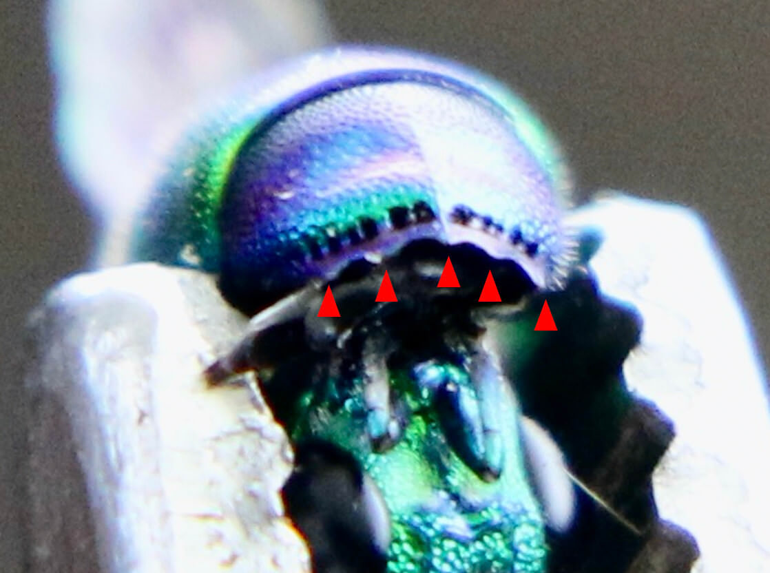 クロバネセイボウ 35ミリ 【公式通販】