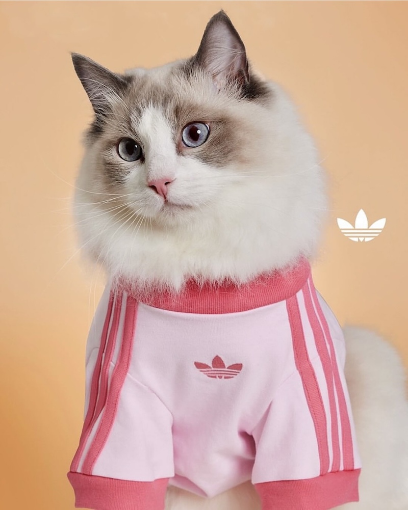 可愛い過ぎる！adidas Originals (アディダス オリジナルス) がペット