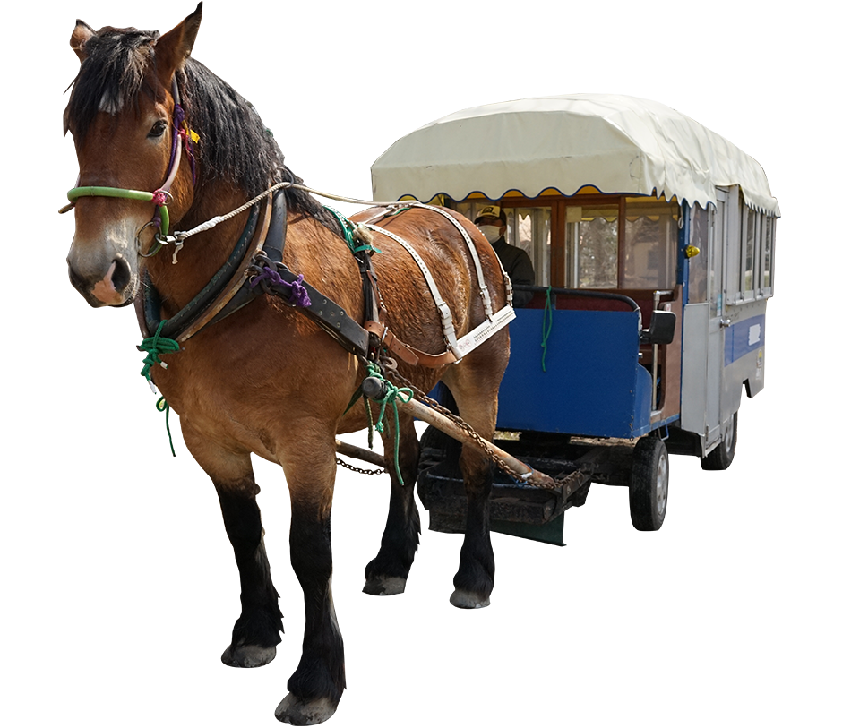 札幌まちばしゃ | 馬車で行く札幌観光で特別な思い出を！