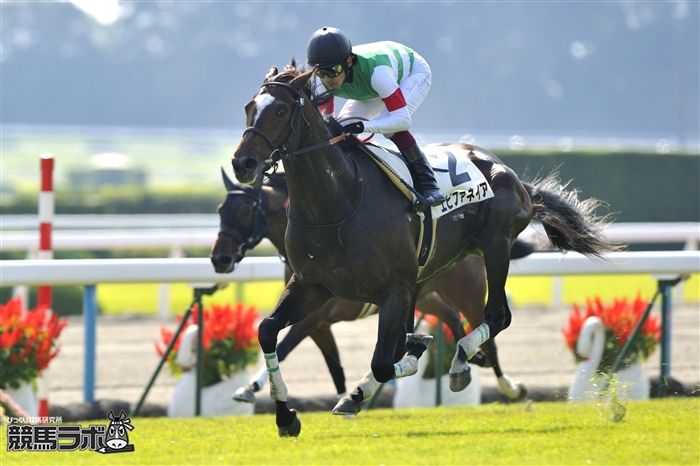 エピファネイアが引退 14年ジャパンC 13年菊花賞を制覇 | 競馬ニュース