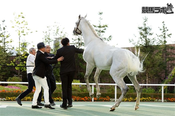 ゴールドシップ - Gold Ship - 競走馬データベース | 競馬ラボ