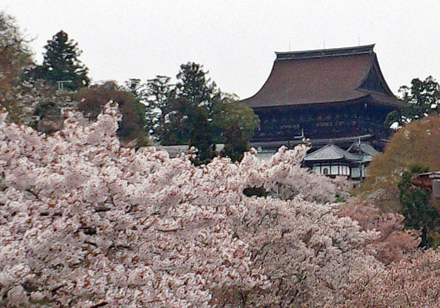 金峯山寺蔵王堂の桜｜花見特集2026