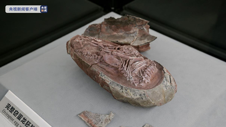 恐竜の卵1億年前の天然化石