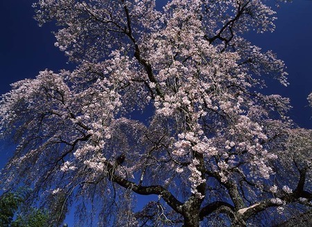 風景写真に革命をもたらしたパイオニア・竹内敏信の写真展『日本の桜
